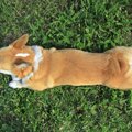 犬の『足・腰・関節…