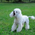 犬が反抗期の時にす…