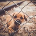 悪質な子犬工場"…