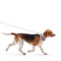 犬が『スキップ』を…
