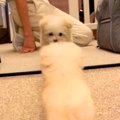 『赤ちゃん犬』をお…