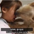 保護犬が女の子の涙…