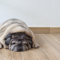 犬が『肥満』になる…