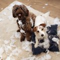 犬の飼い主が経験し…
