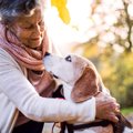 犬は何歳から『老犬…
