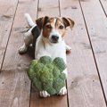 ビタミンCが犬にもた…