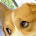 犬の誕生日だったの…