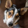 愛犬が飼い主に感謝…