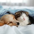 犬がストレスを感じ…