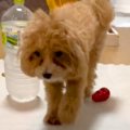 足をあげて歩く犬→心…