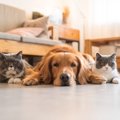 犬がする『猫みたい…