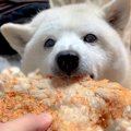 犬のために『手作り…