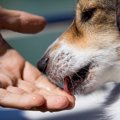 犬が手を舐めてくる…