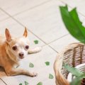 愛犬にイライラして…