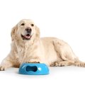【KINS WITH BOX】犬…
