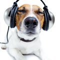 犬は音楽を理解して…