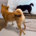 カーテンに引っかか…