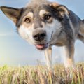 『犬が見てる世界』…