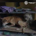 多頭飼い崩壊で虐待…
