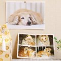 愛犬との別れ…『ペッ…