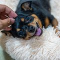 犬が『うれしょん』…