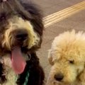 出張帰りのパパを道…