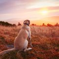 犬には景色がどう見…