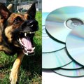 探知犬はDVDも嗅ぎ分…