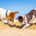 犬が穴掘りするのは…