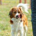 犬が鼻を舐める心理…