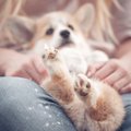 犬のホールディング…