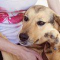 犬のしゃっくりが止…