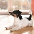 犬が同じ行動を繰り…