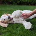 犬が『あなたを信用…