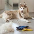 犬の抜け毛が流出し…