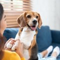 犬に伝わらない『愛…