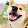 愛犬の名前を呼んで…