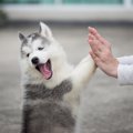 犬を飼うと激変する…