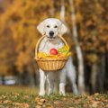 気をつけて！犬に絶…