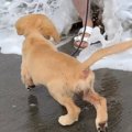 大型犬姉妹が2年ぶり…