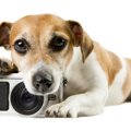 犬を撮影すると目が…