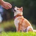 報酬ベースの犬のト…