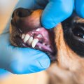 犬の歯が黒いのは虫…