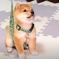 赤ちゃん柴犬に『お…