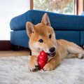 犬と楽しく簡単に遊…