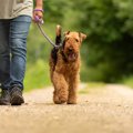 犬の散歩をする時に…