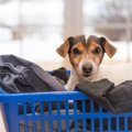 あるある♡犬が飼い主…