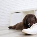 犬は悪さをした後自…
