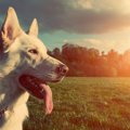 勇敢な性格を持つ犬…