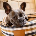 犬を飼うときの『室…